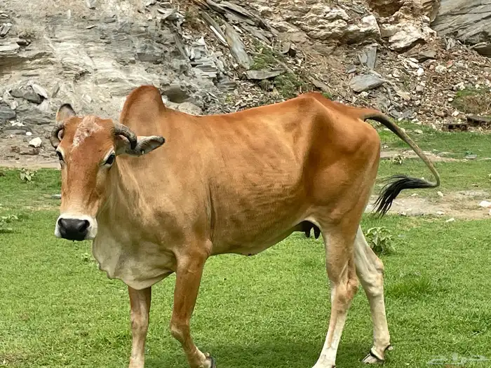 بقره 0