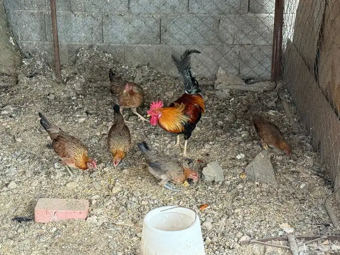 طقم ديك و دجاج عربي سيافي فري 1