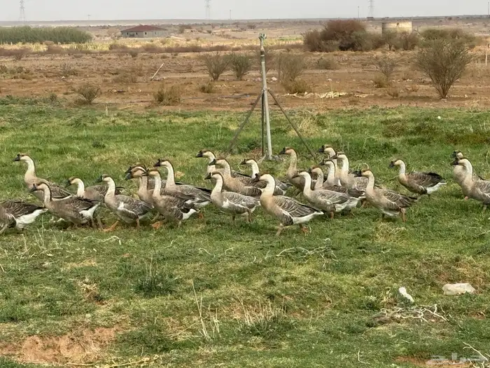 طيور وز عراقي وبط سوداني 4