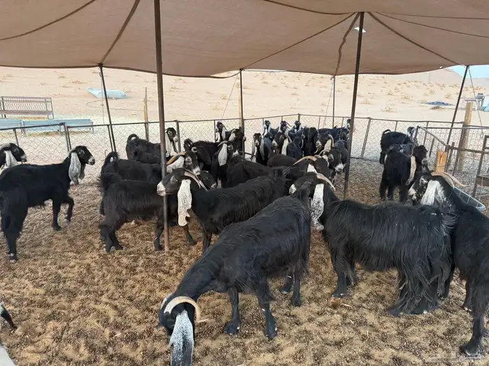 ماعز للبيع 4