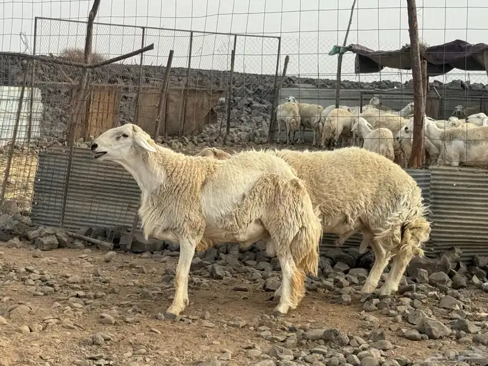 مراح حرش صنف الصنف 17