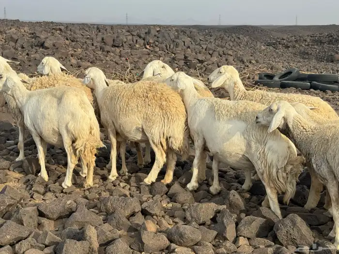 مراح حرش صنف الصنف 11