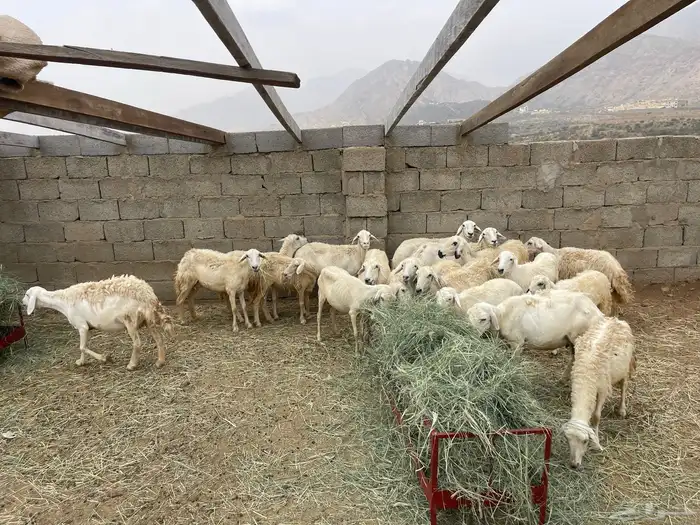 بيع حلال ضان 0