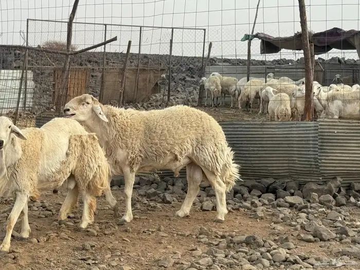 مراح حرش صنف الصنف 16