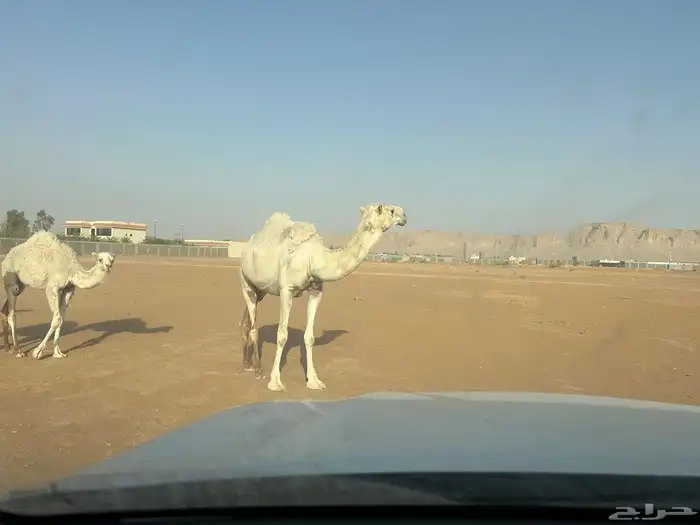 عشرا للبيع 2