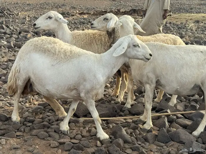 مراح حرش صنف الصنف 8