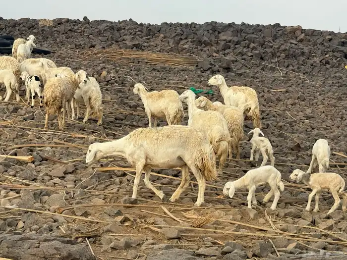 مراح حرش صنف الصنف 3