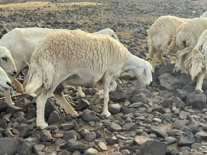 مراح حرش صنف الصنف 7