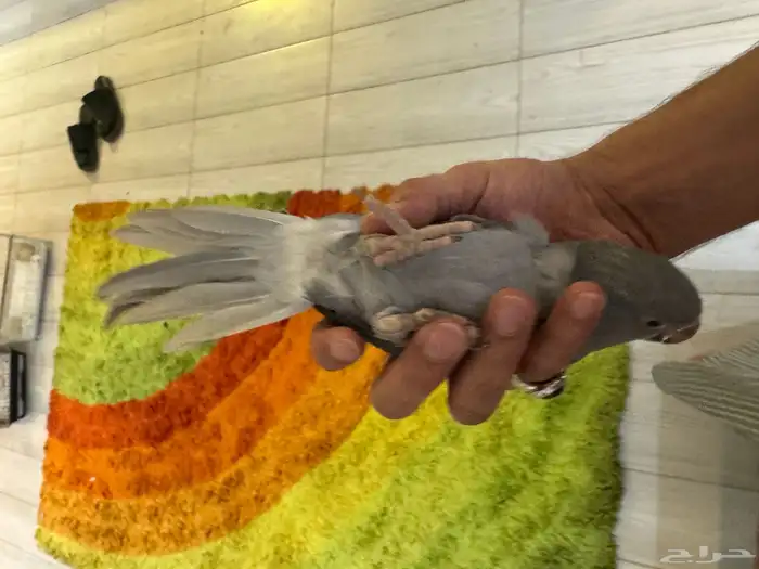 ببغاء الدرة الفخم   إنتاجي   ألوان جذابة 9