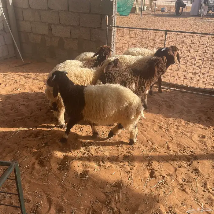 نعيمي هرافى طيبه للبيع اعمار حول 3 اشهر 1