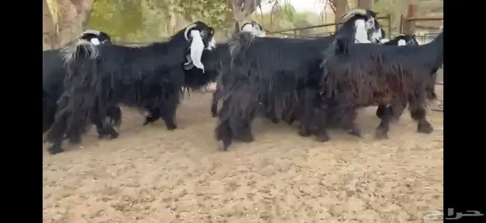 لعشاق النوادر للبيع 8 معزا عوارض صنف 1