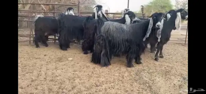 لعشاق النوادر للبيع 8 معزا عوارض صنف 9