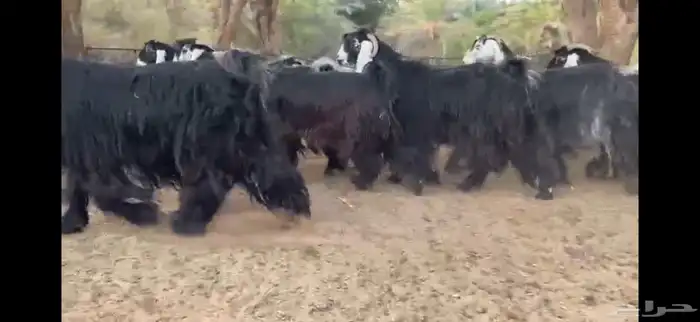 لعشاق النوادر للبيع 8 معزا عوارض صنف 16