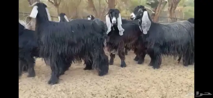لعشاق النوادر للبيع 8 معزا عوارض صنف 5
