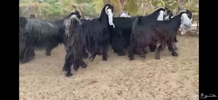 لعشاق النوادر للبيع 8 معزا عوارض صنف 2