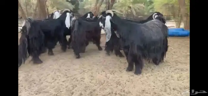 لعشاق النوادر للبيع 8 معزا عوارض صنف 4