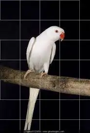 زوج دره هولندي ابيض 0
