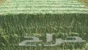 مطلوب شريك مشروع زراعة رشاش برسيم 2