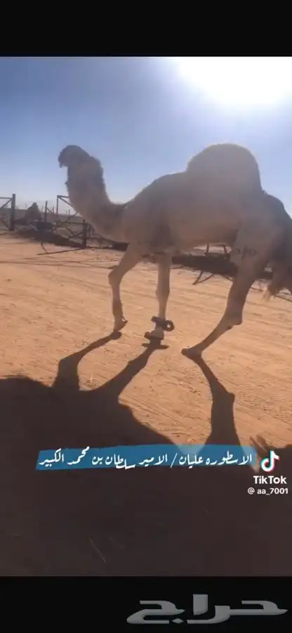 قعود للبيع علي عليان بعير الامير سلطان محمد الكبير 3