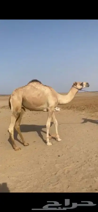 قعود جزر للبيع للتواصل 2