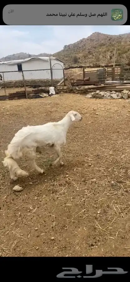 خروف فخل للبيع 2
