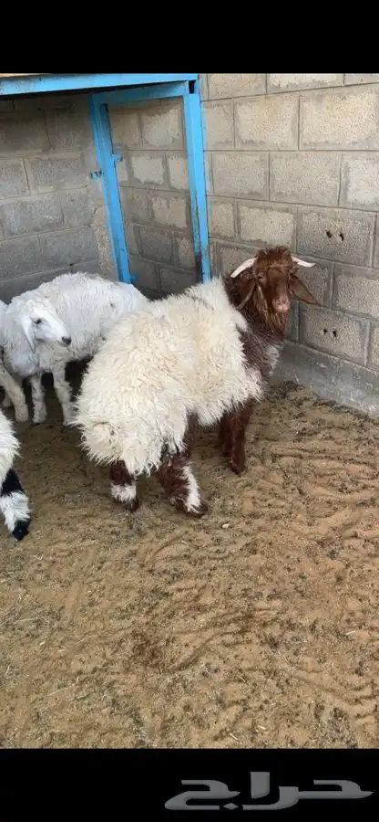 خروف نعيمي 2