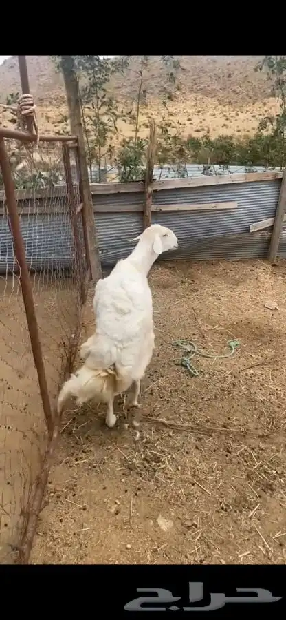 خروف فخل للبيع 1