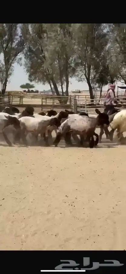 جذعات نعيم فاخره 3