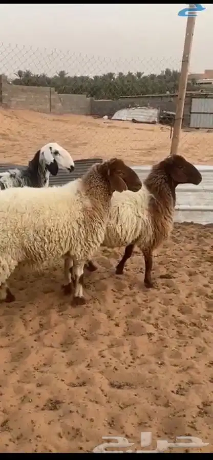 ذبايح نعيم طيبه رخال ثنوات 1