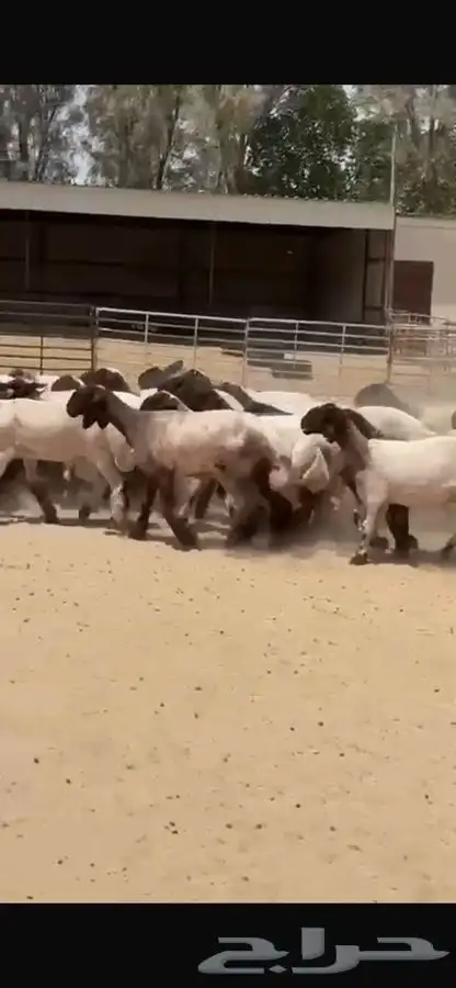 جذعات نعيم فاخره 1