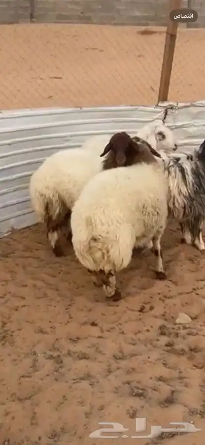 ذبايح نعيم طيبه رخال ثنوات 0