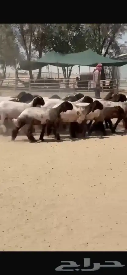 جذعات نعيم فاخره 16