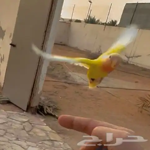 روز محجل أليف هدد خارجي (تم البيع) 3