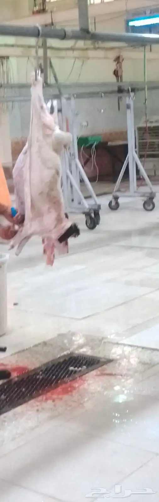خرفان برابر 7