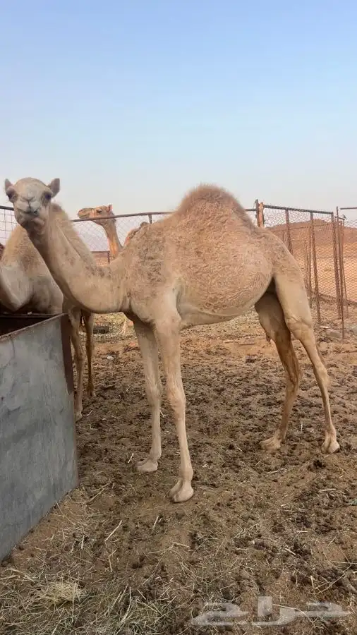 سلام عليكم حشو للبيع جزر قعود وبكره 2