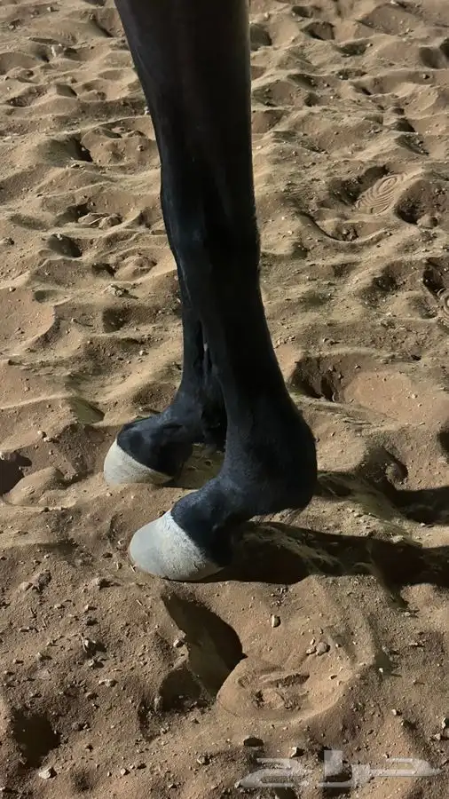 فرس انقليزيه 4