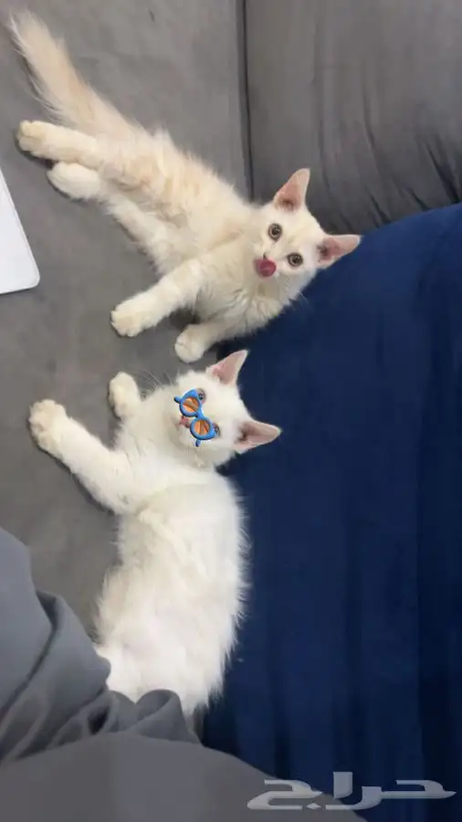 قطط شيرازيه صغيره مجانا 0