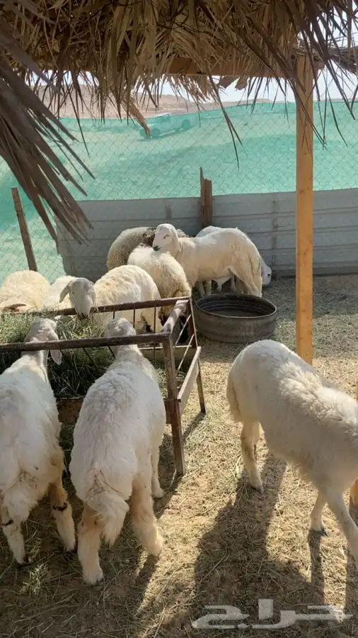 ذبايح طيبه 2