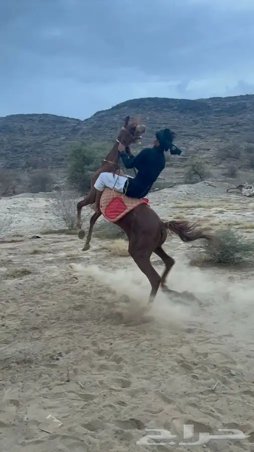 ماشاءالله تبارك الله نعرض لكم خيل شعبي معسوف الاسم لهب 0