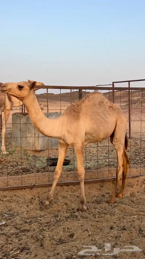 سلام عليكم حشو للبيع جزر قعود وبكره 3