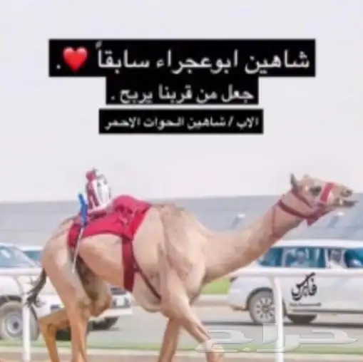 حقه بنت شاهين الحوات الاحمر 7