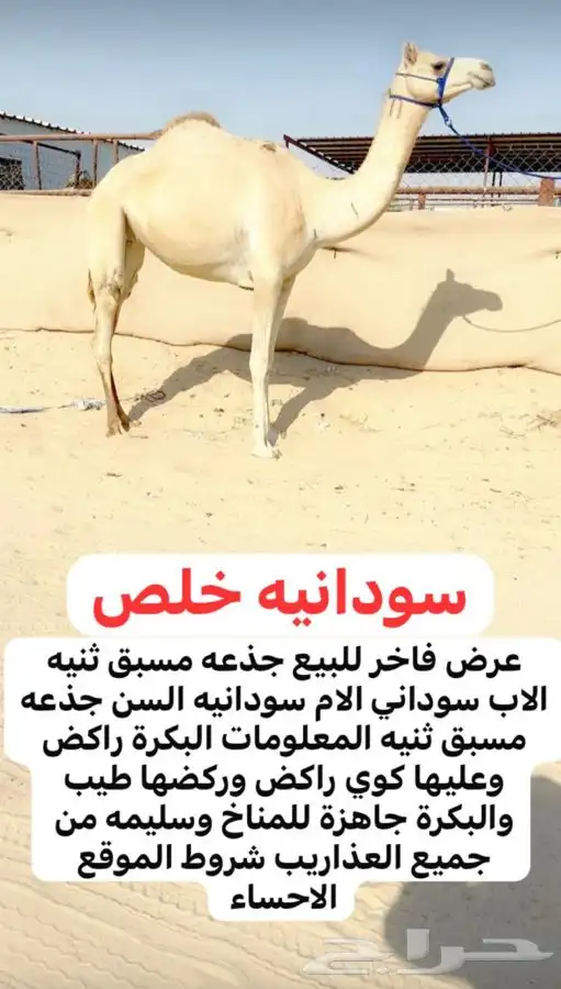 للبيع سودانيه خلص 0