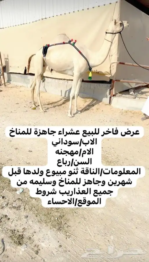 للبيع عشراء كفففوا 0