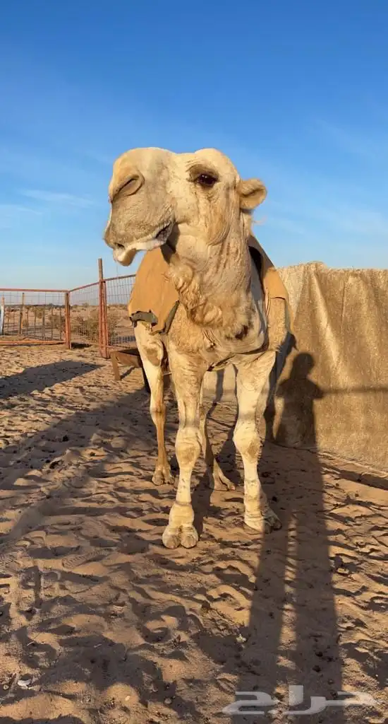 بعير السلالته ( على رمان ابن حميد على العجمي ) بعير منتج 1