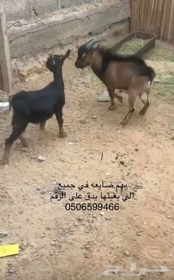 بهم ضايع في جميع بيشه 0