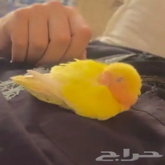 روز محجل أليف هدد خارجي (تم البيع) 6