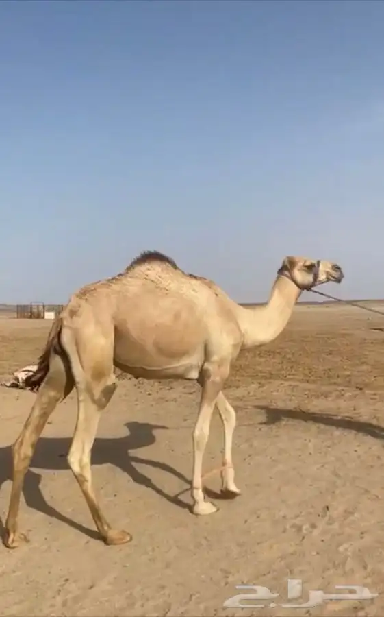 قعود جزر للبيع للتواصل 0