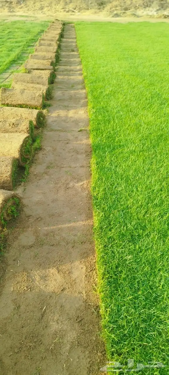 نجيل طبيعي درجة أولى c2000 كميات 1