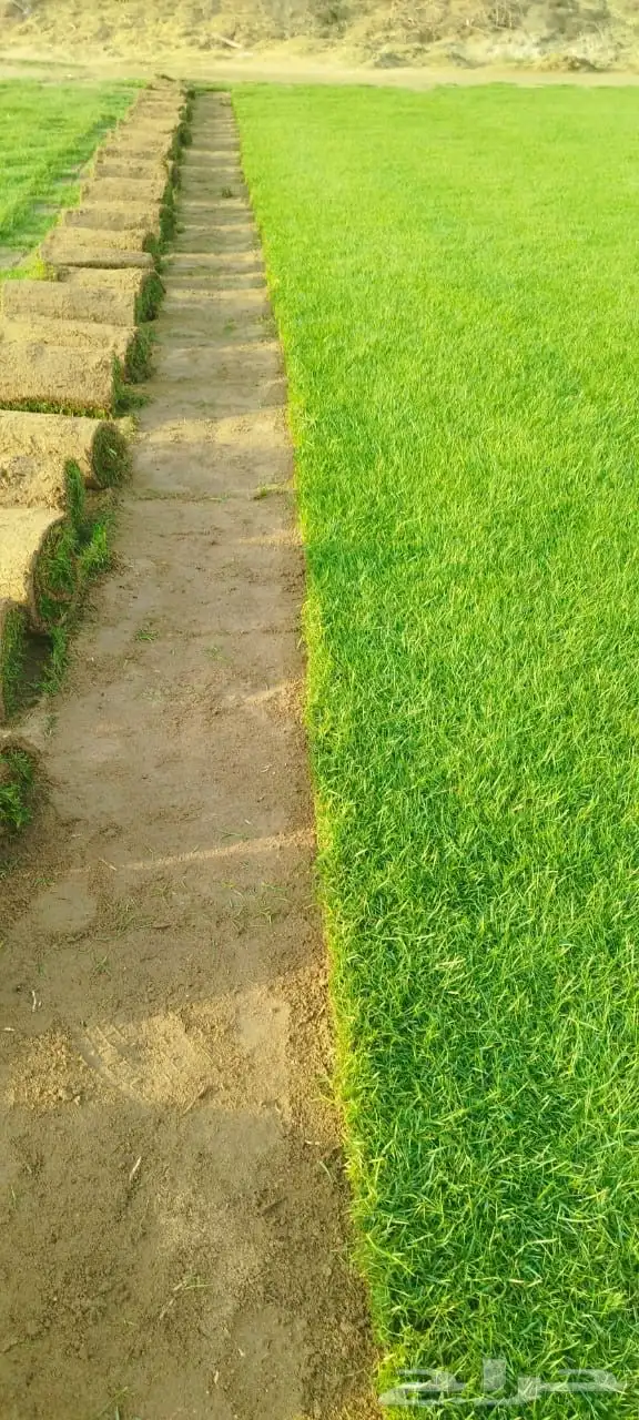 نجيل طبيعي درجة أولى c2000 كميات 0