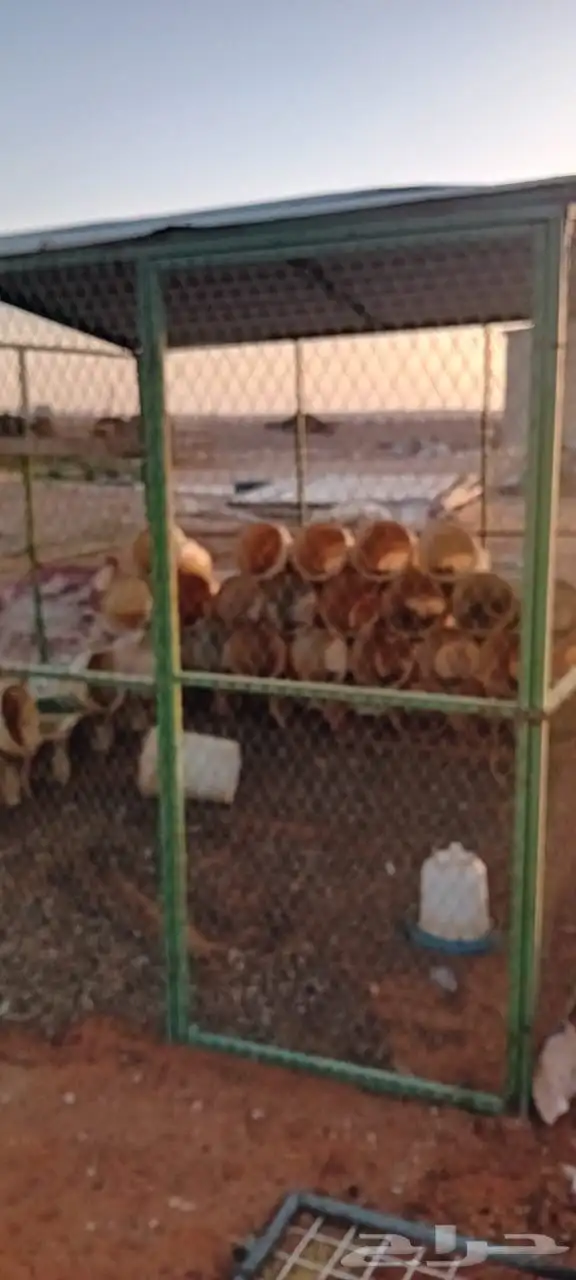 معالف وشبوك حمام 4